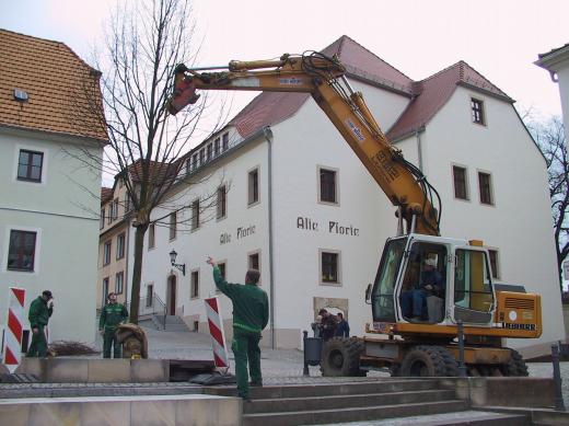 Winterlinde vor der Alten Pforte Winterlinde vor der Alten Pforte